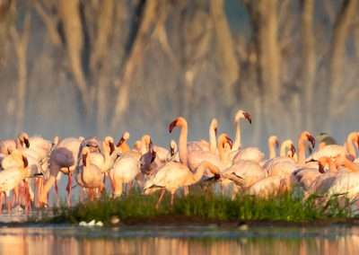 Lesser Flamingo