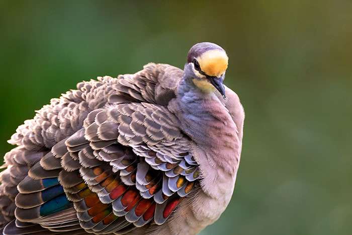 Wildlife stock imagery by Animalinfo Publications