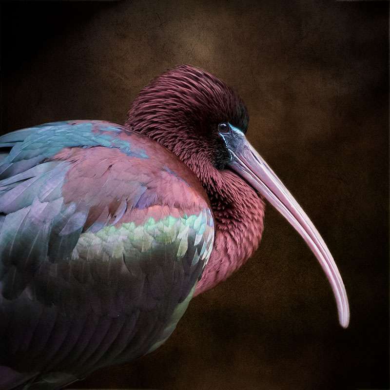 Pelican print by Diana Andersen