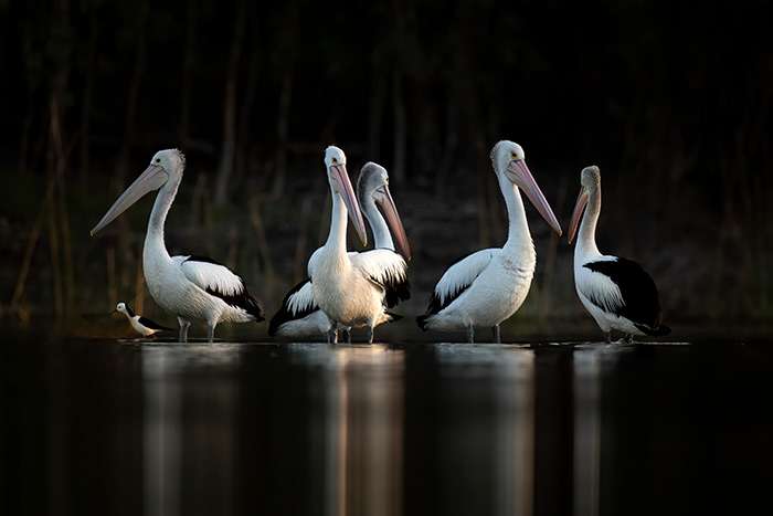Wildlife prints by Diana Andersen