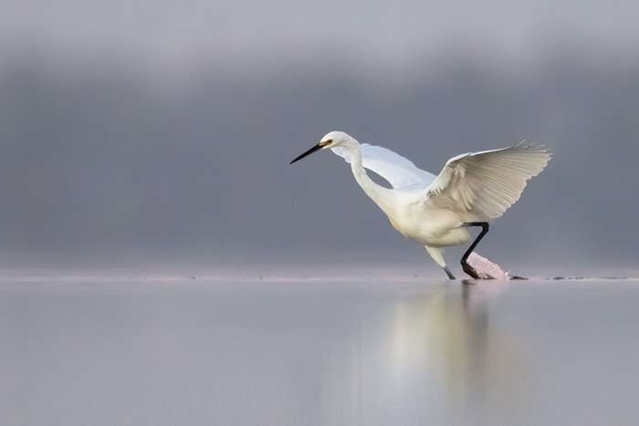 Wildlife Photography Galleries