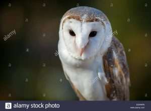 Barn Owl stock image