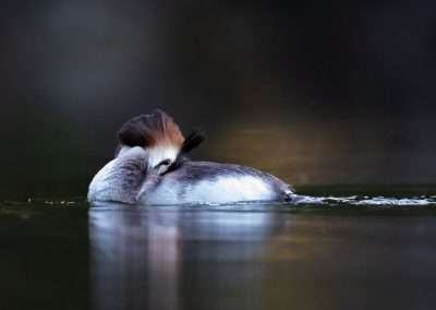 Wildlife Photography Storytelling