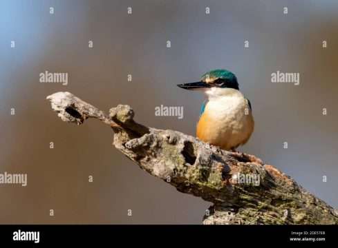 Sacred Kingfisher