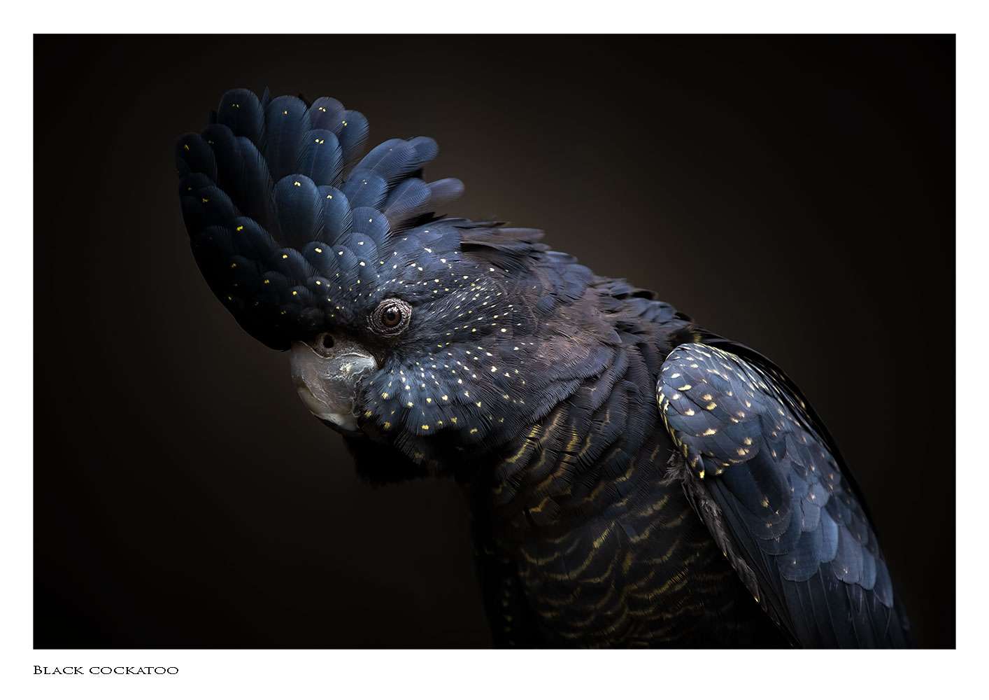 Red-tailed black cockatoo fine art print