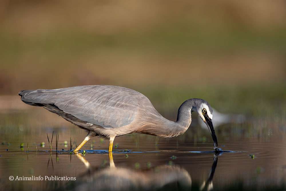 White-faced-heron with some white debris behind its head. White-faced-heron with some white debris behind its head.