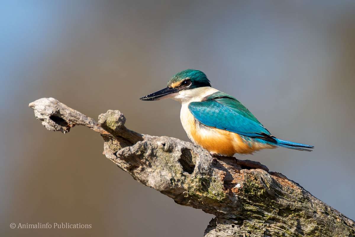 Sacred Kingfisher- Perched birds referred to as bird on a stick fail to impress judges of wildlife competitions. Sacred Kingfisher- Perched birds referred to as bird on a stick fail to impress judges of wildlife competitions.