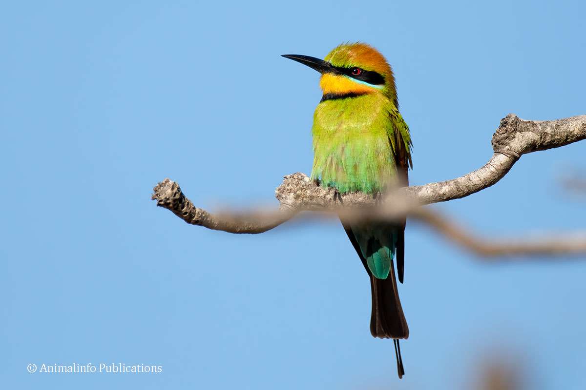 Rainbow bee-eater on a perch that is obscured by a perch in the foreground. Rainbow bee-eater on a perch that is obscured by a perch in the foreground.
