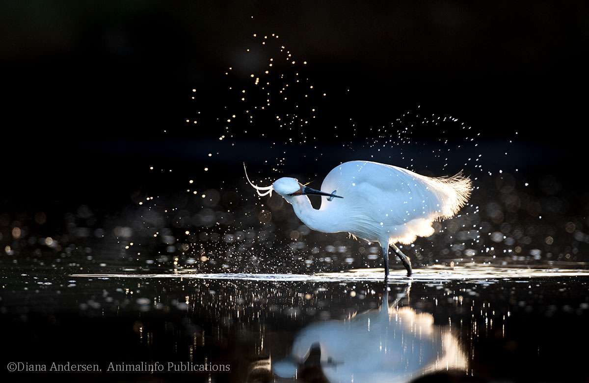 The art of wildlife photography includes be patient and prepared. The art of wildlife photography includes be patient and prepared.
