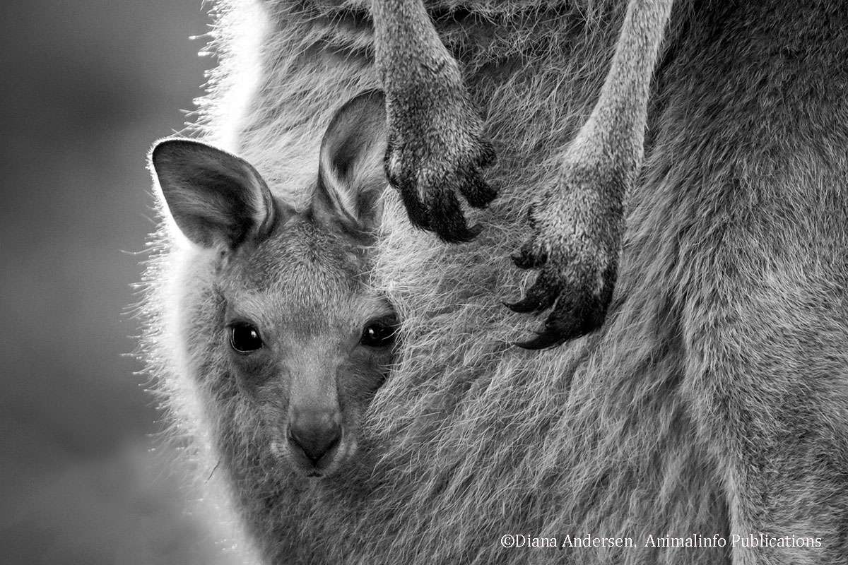 Kangaroo joey engaging the viewer on a very personal level. Kangaroo joey engaging the viewer on a very personal level.