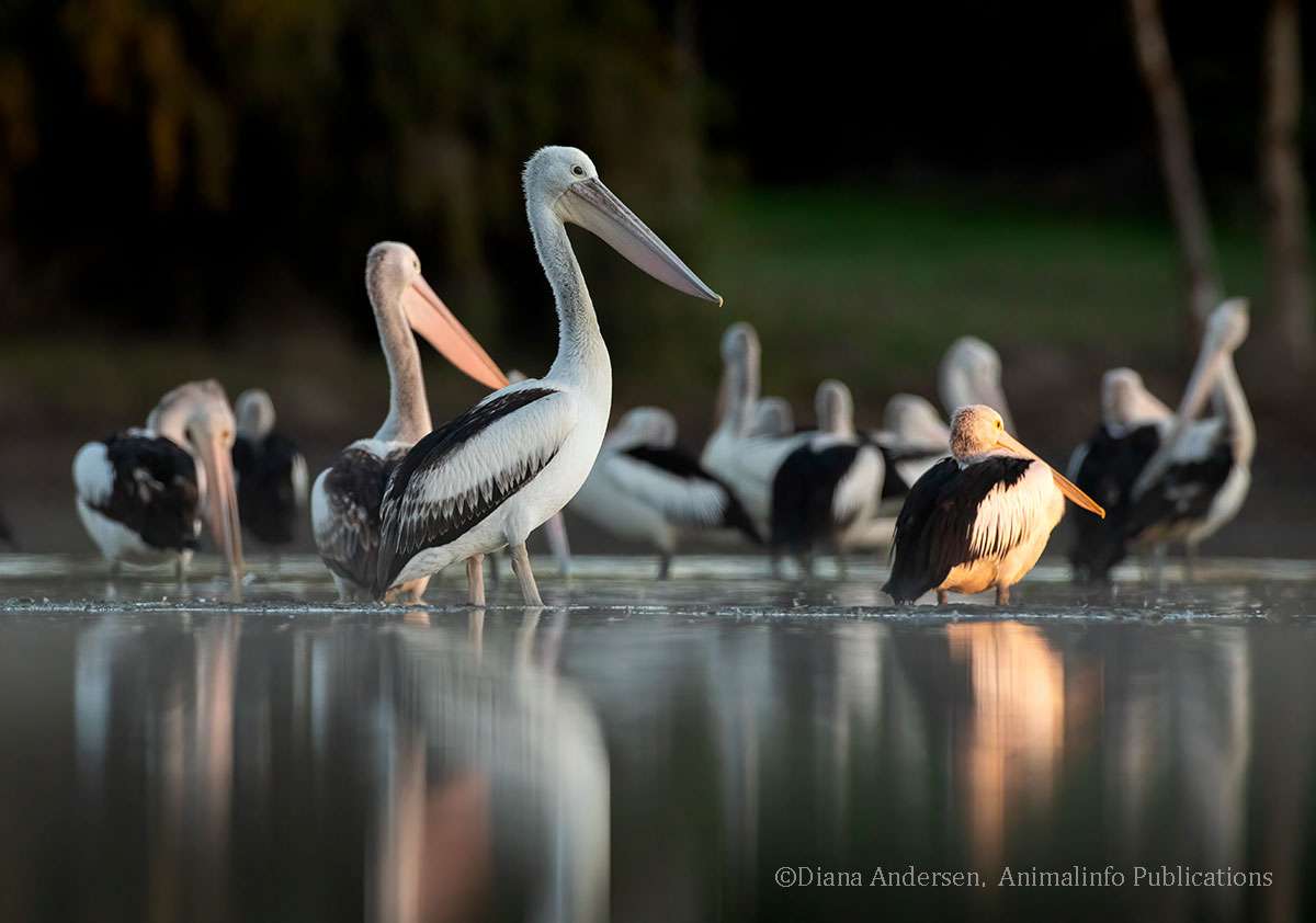 Pelicans, shooting low places the subject in their environment. The art of wildlife photography involves telling a better story. Pelicans, shooting low places the subject in their environment. The art of wildlife photography involves telling a better story.