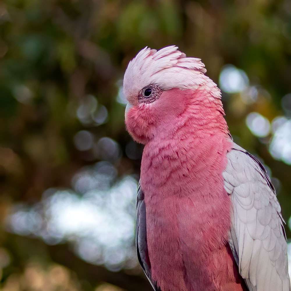 Galah taken at 140mm at f5.6 Galah taken at 140mm at f5.6