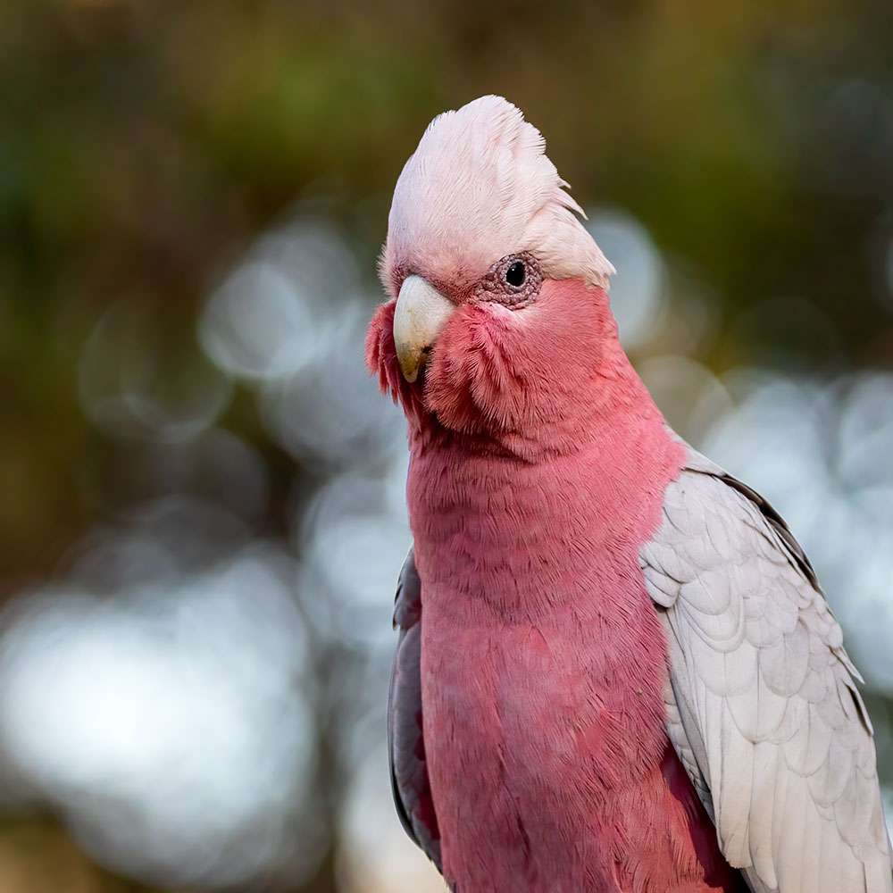 Galah taken at 280mm at f7.1 Galah taken at 280mm at f7.1