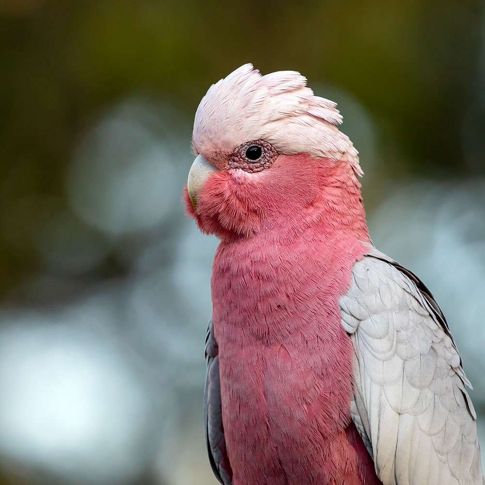 Galah taken at 560mm at f8 Galah taken at 560mm at f8