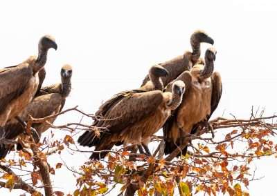 Vulture Conservation in Africa