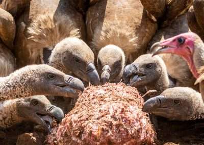 Vulture Restaurant Experience