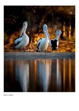 Pelicans Print – Day’s End