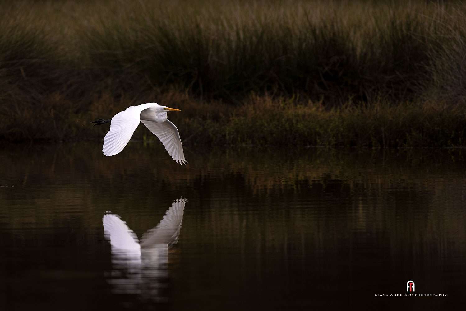 Bird flight Photography - Great Egret over a river with reflection.