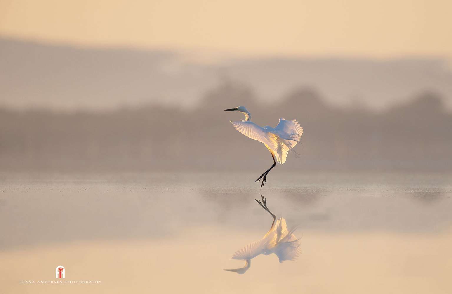 Bird flight photography - Great Egret landing on the water at dawn.