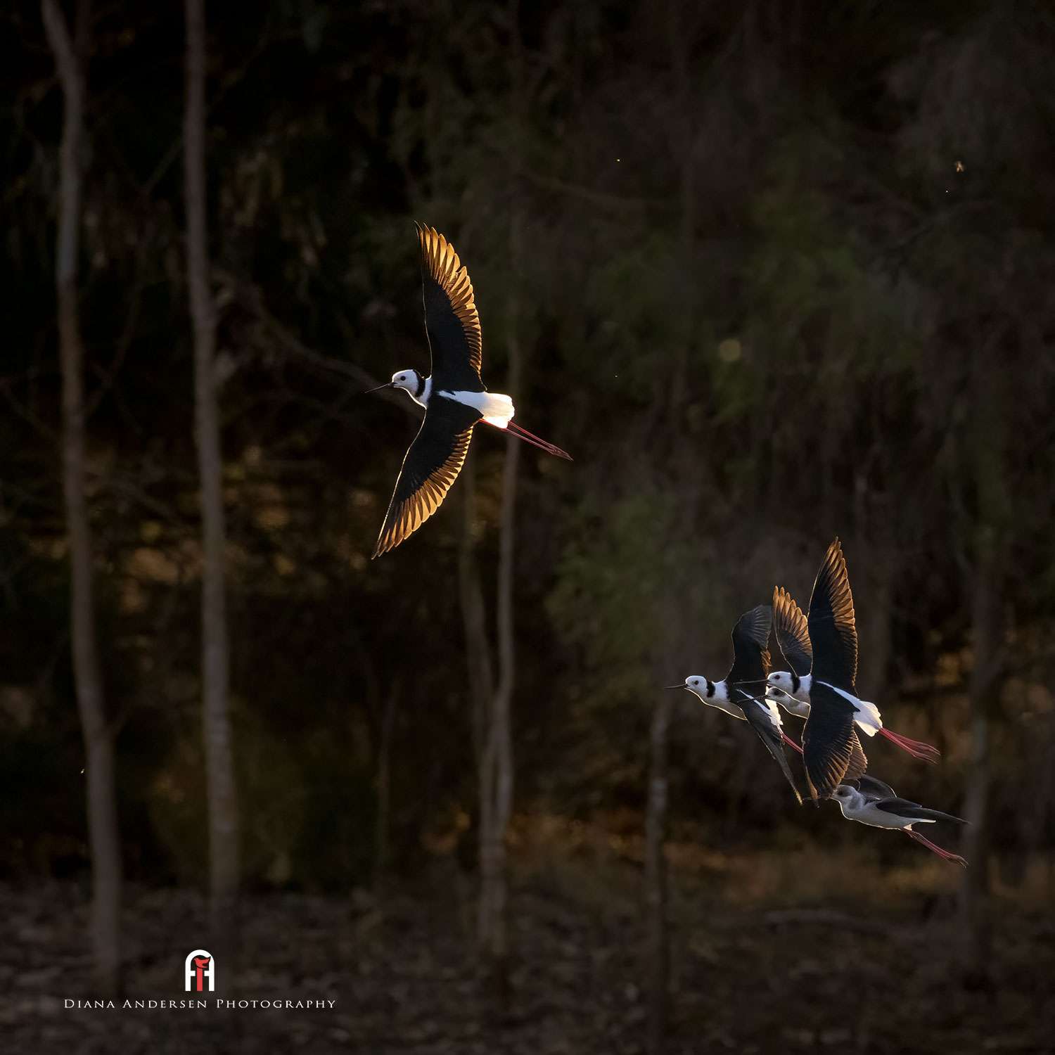 Bird flight photography - Pied stilts in flight.
