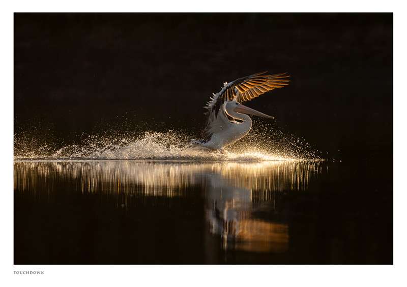 Touchdown, a limited edition print of a pelican landing against the setting sun by Diana Andersen. 