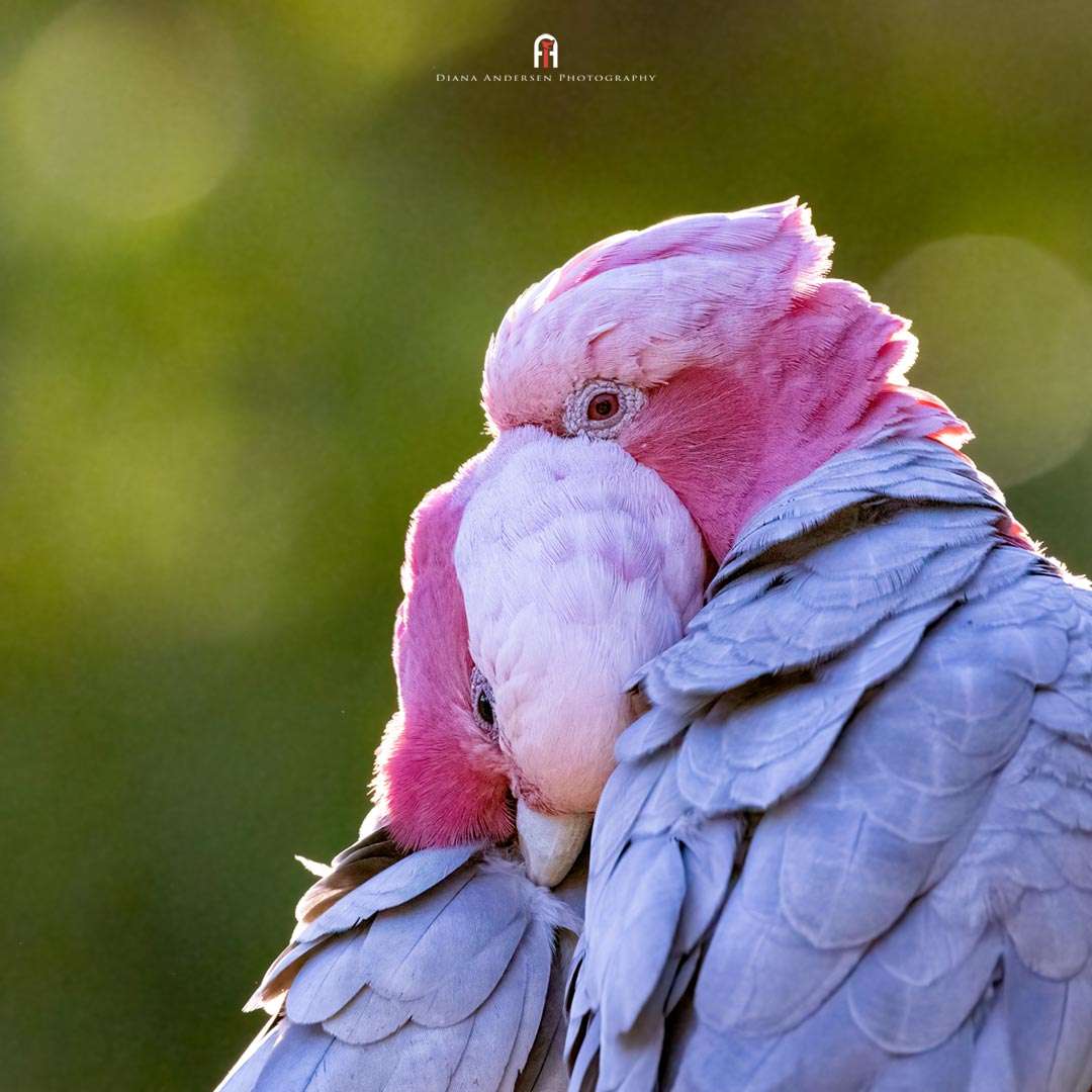 Wildlife Portrait Photography - Tips & Technique - Wildlife Information