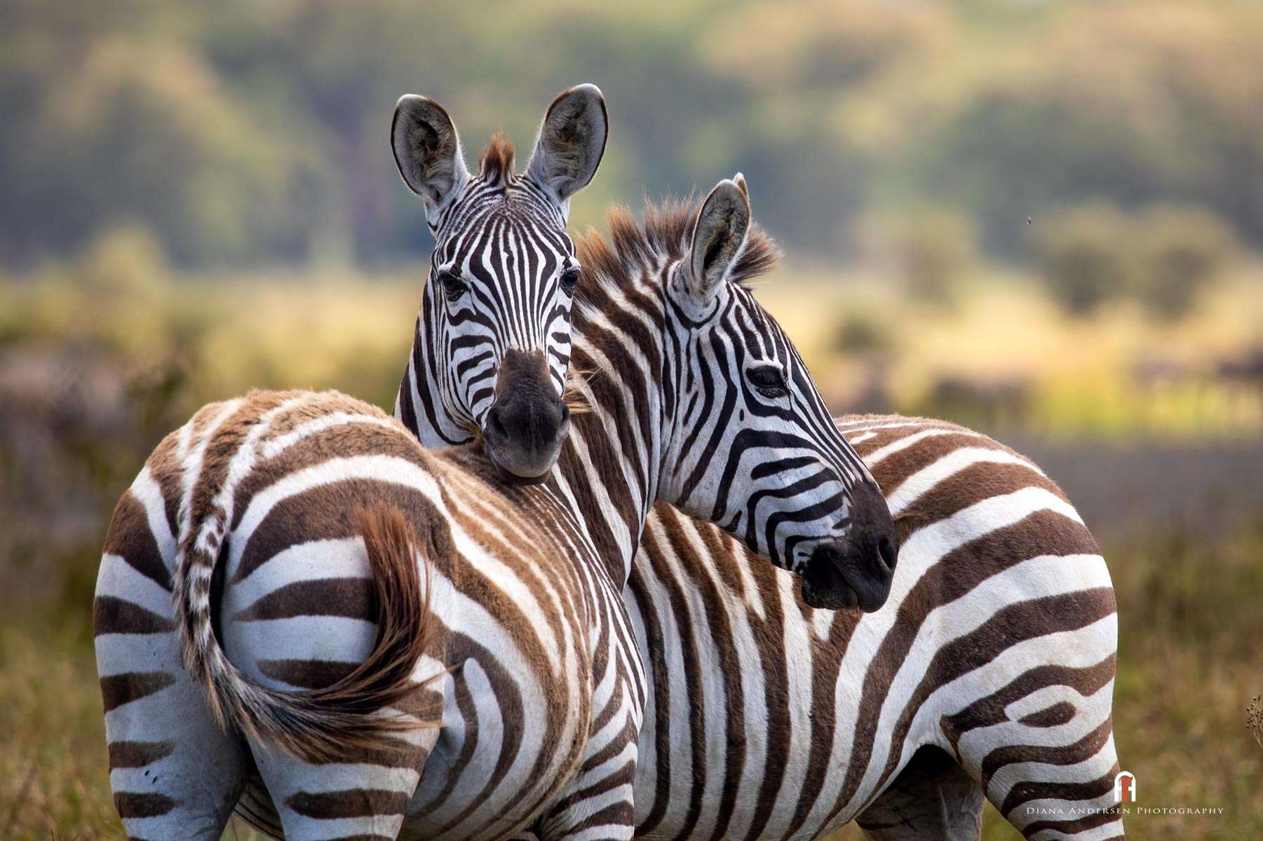 Wildlife Portrait Photography - Tips & Technique - Wildlife Information