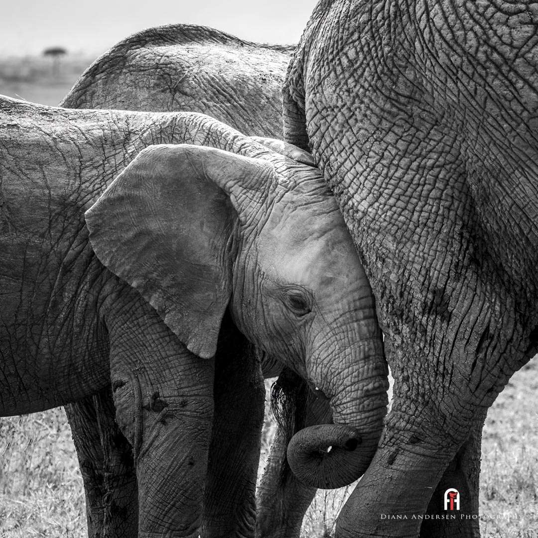 Wildlife Portrait Photography - Tips & Technique - Wildlife Information