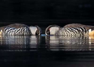 Wildlife Portrait Photography