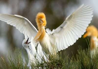 Cattle Egret