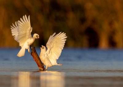 Little Corella
