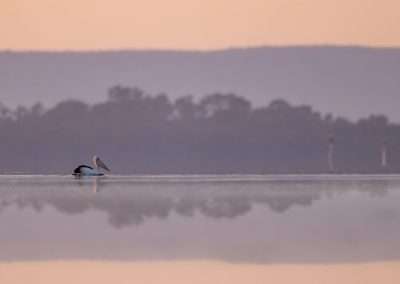 Photographing Birds in the Landscape