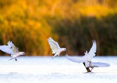 Cockatoos in Australia