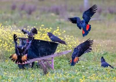 Red-tailed Black Cockatoo