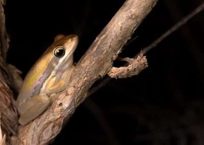 Slender Tree Frog