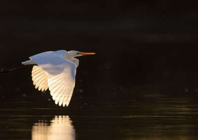 Backlight and Bokeh in Wildlife Photography