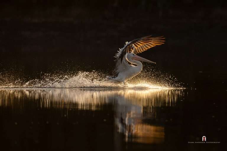 diana andersen wildlife photo2 768x512