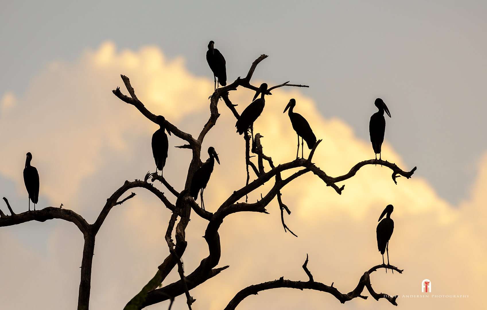 Bird pictures and information.