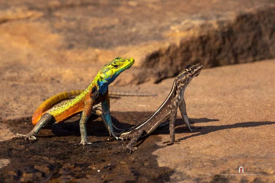 Tuli Safari Lodge - Mashatu Game Reserve, Botswana- Wildlife Information
