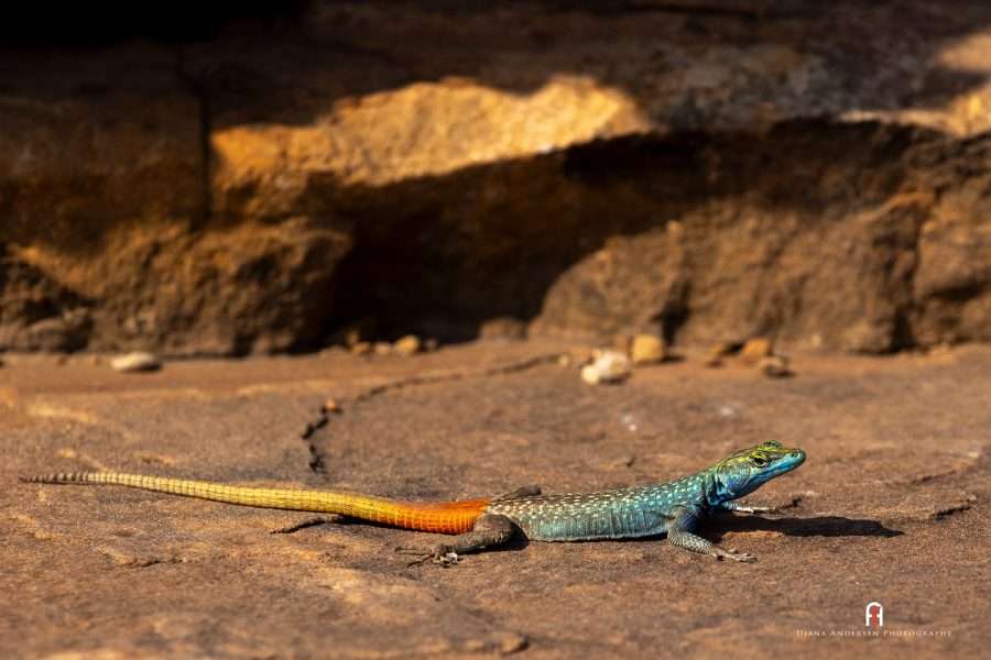 Tuli Safari Lodge - Mashatu Game Reserve, Botswana- Wild Animal Information