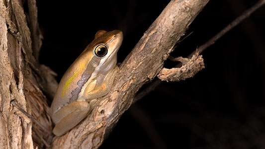 Amphibian profiles.