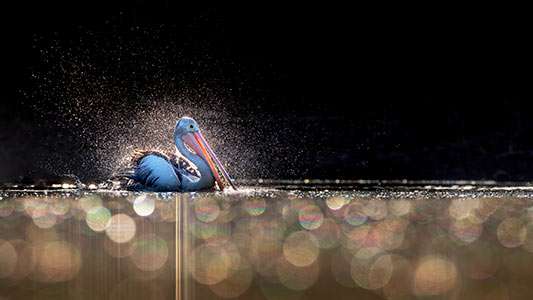 Wildlife Photography Tutorials