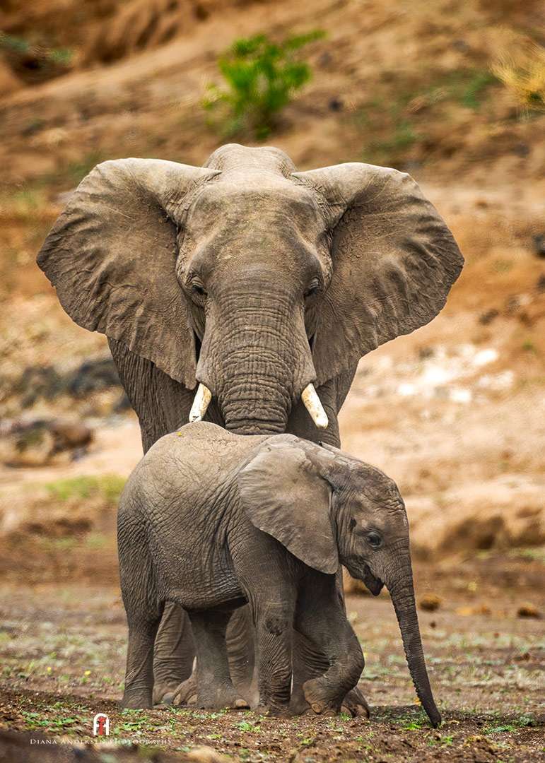 Botswana Safari 2024
