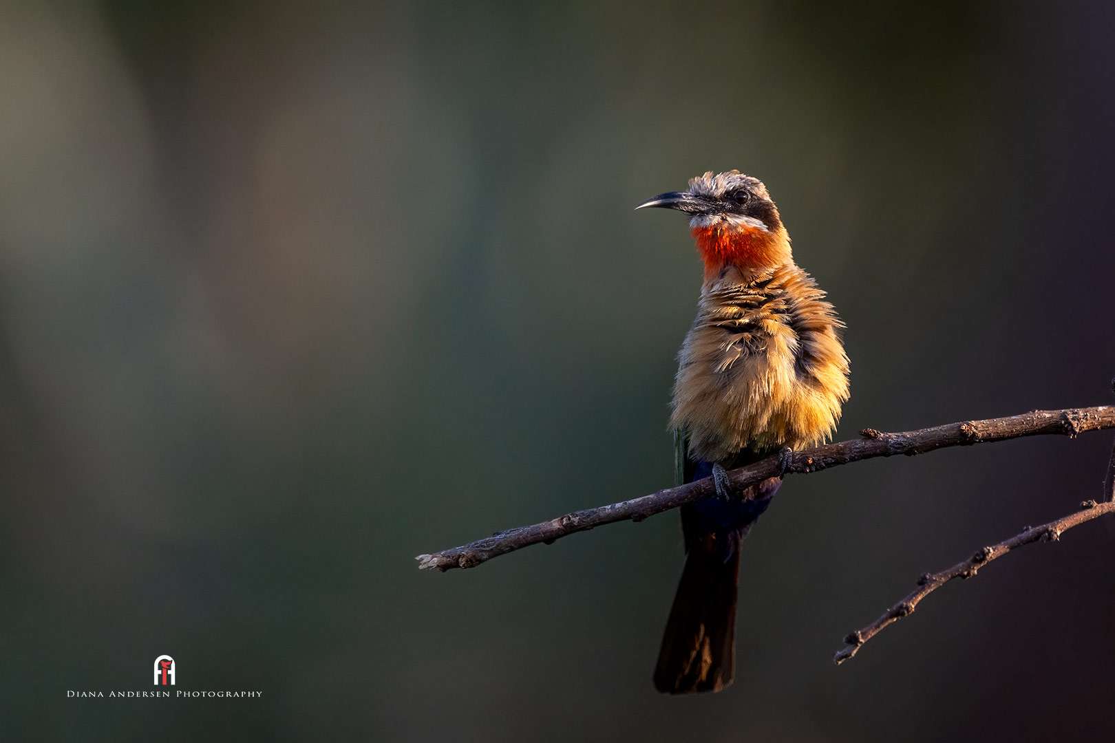 White-fronted Bee-eater in Chobe.