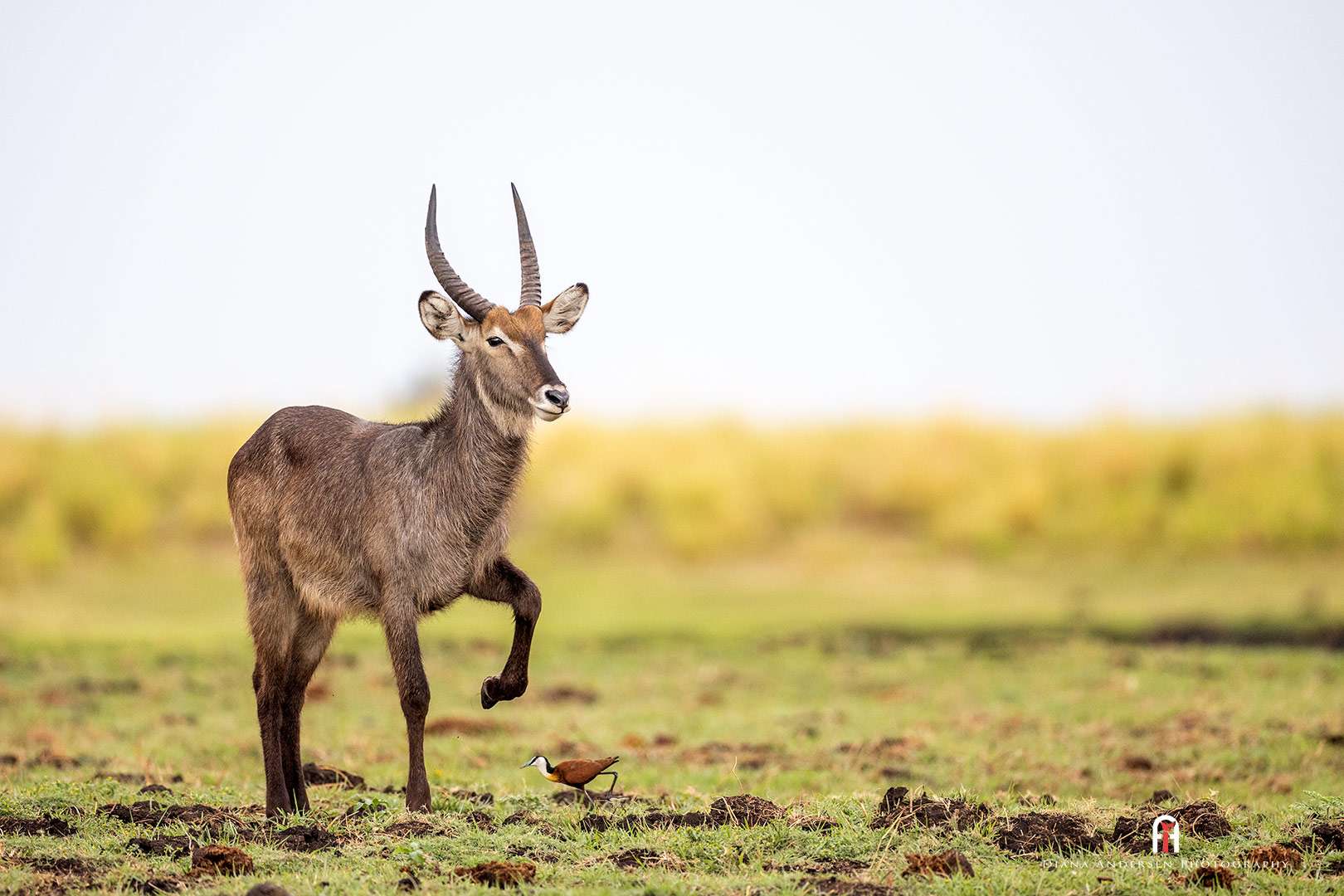Waterbuck Bull and an African Jacana Waterbuck Bull and an African Jacana