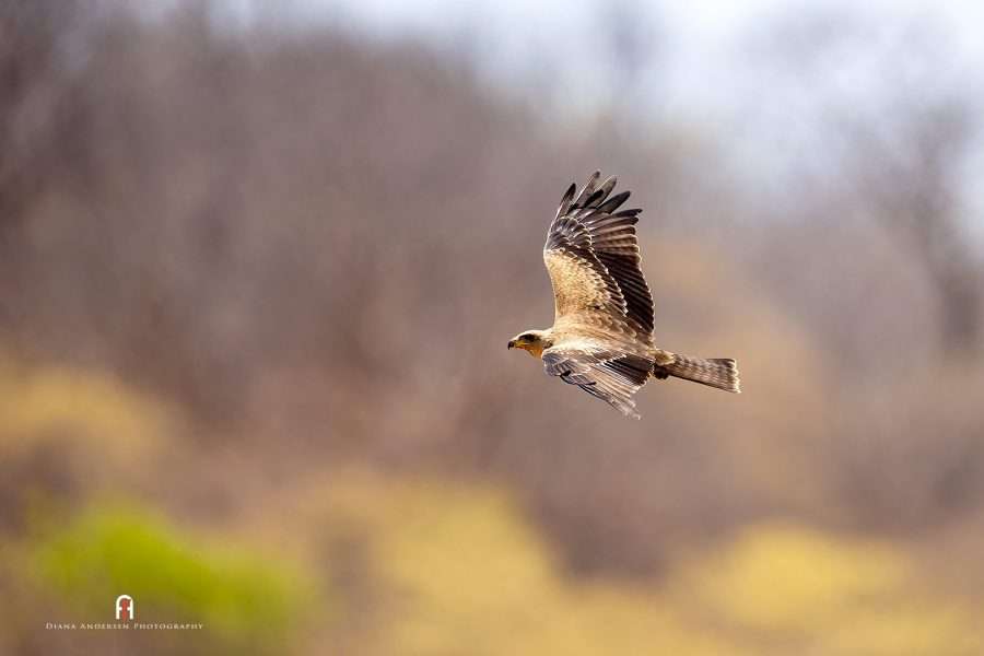 Chobe River in November with Pangolin Photo Safaris, Botswana ...
