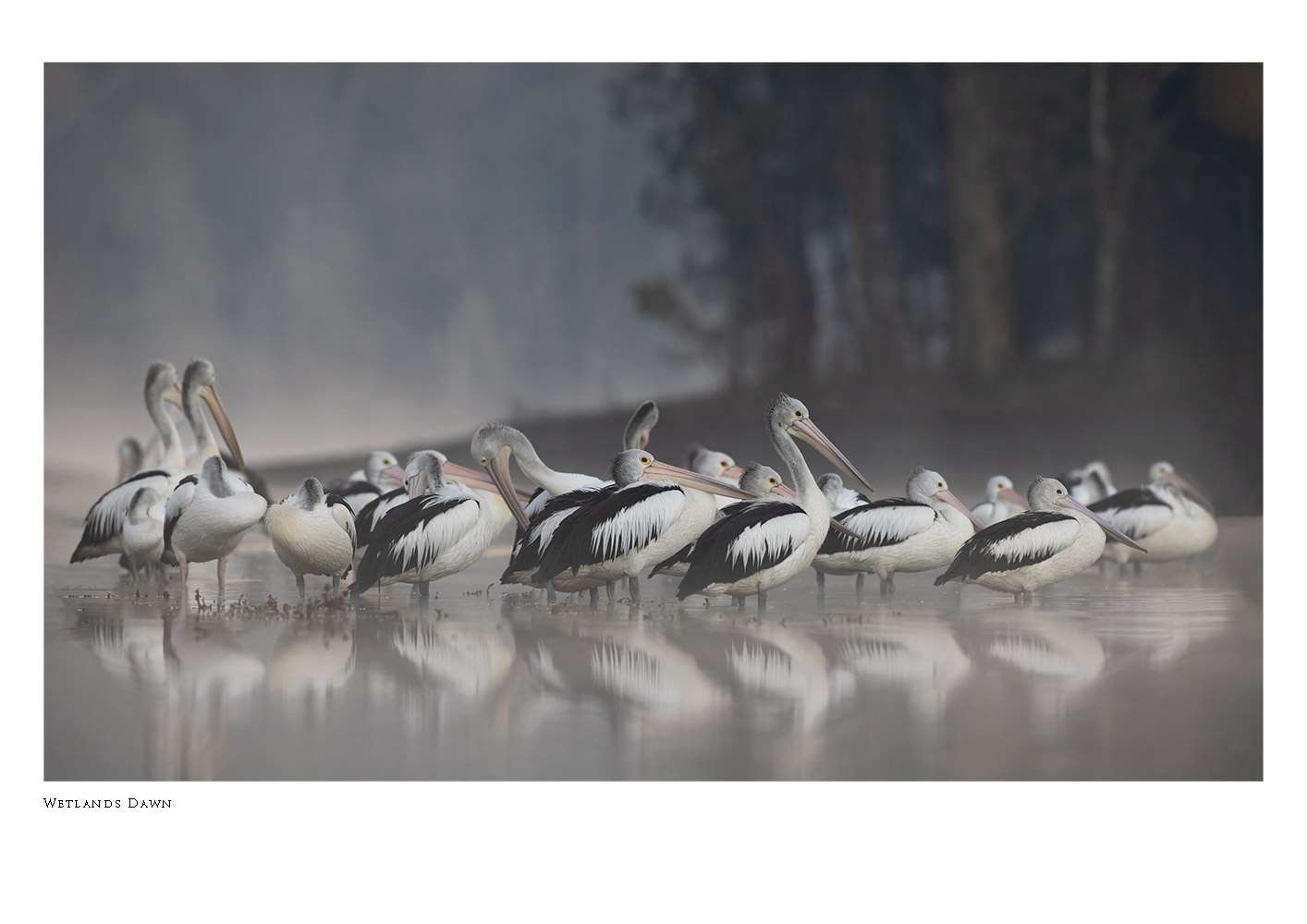 Wetlands Dawn. Fine art limited edition print by Diana Andersen