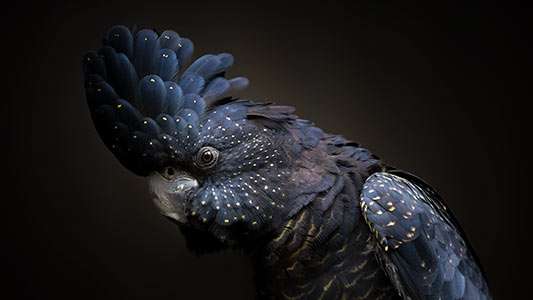 Wildlife prints