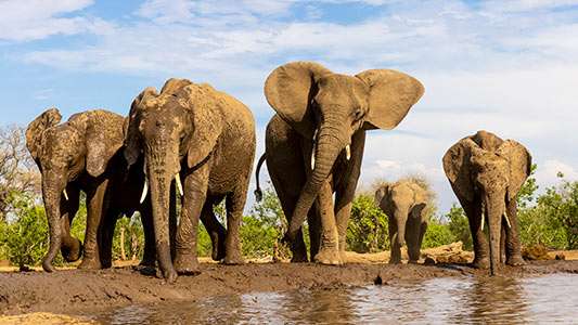 Wildlife Fundraising Prints