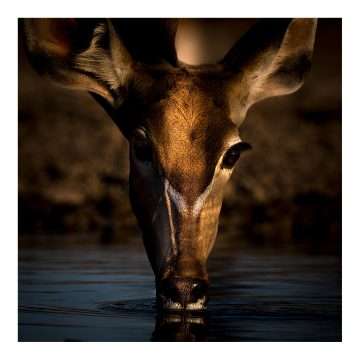 Kudu – Fine Art Print